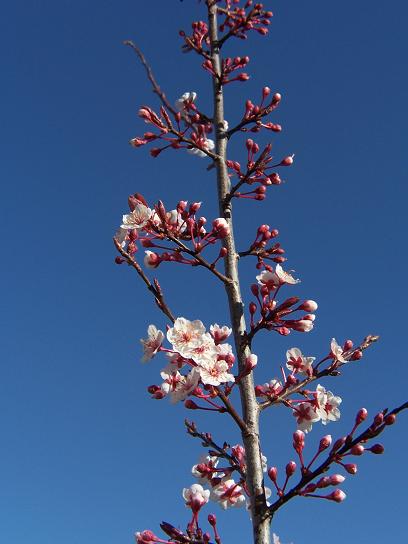 plumtree2.jpg